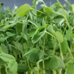 Pea-Speckled Organic