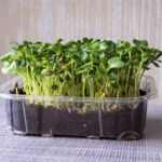 Black Oil Sunflower- (Organic)